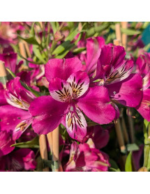 Alstroemeria Majestic Montsoreau (3lt)