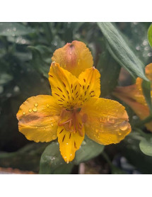 Alstroemeria Majestic Serrant (3lt)