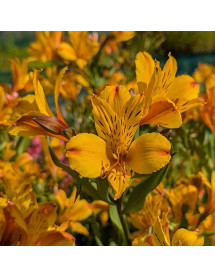 Alstroemeria Majestic Serrant (3lt)