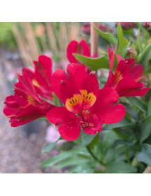 Alstroemeria Summer Pepper (3lt) Alstroemeria Summer Pepper (3lt)