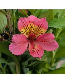 Alstroemeria Summer Rose (3lt)