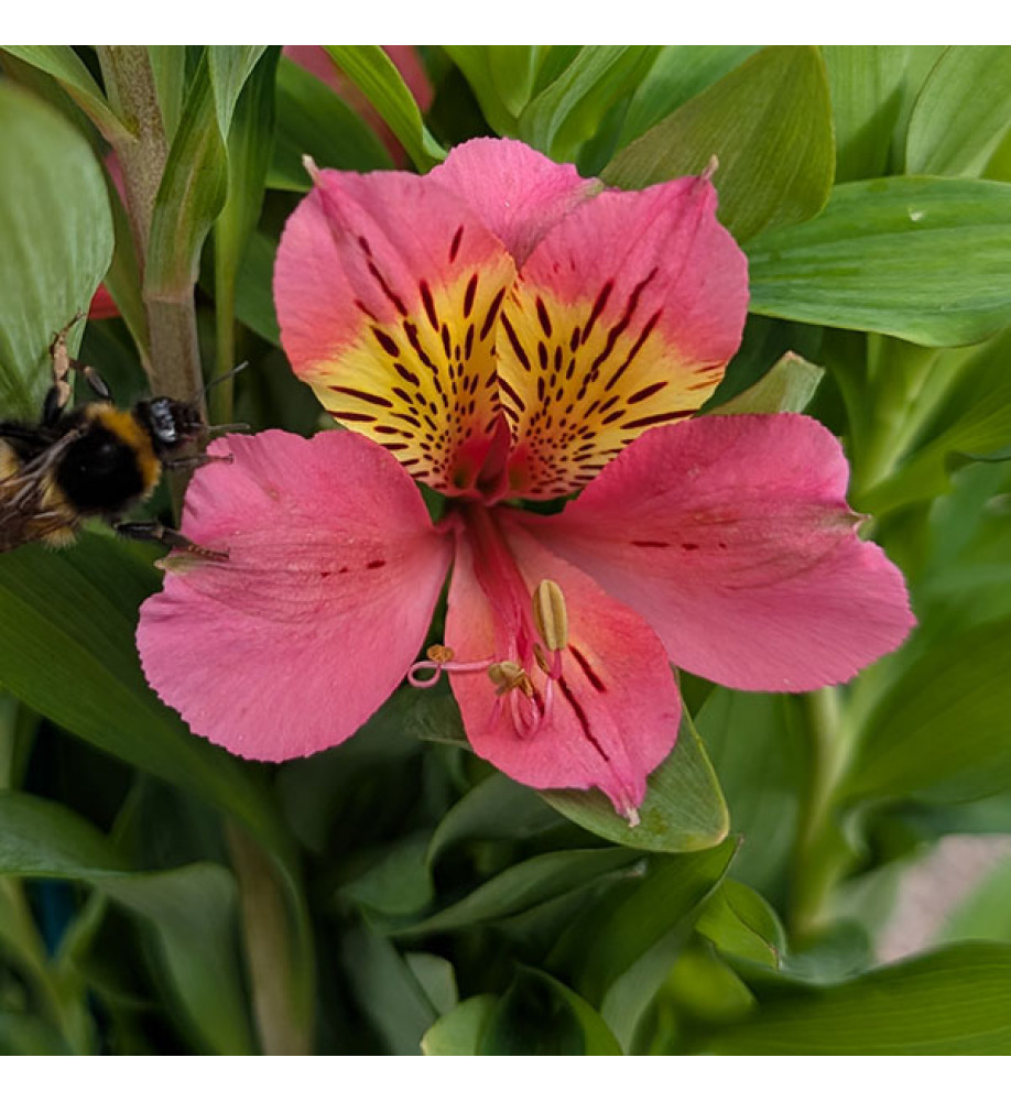Alstroemeria Summer Rose (3lt)