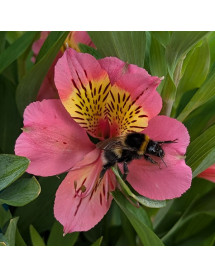 Alstroemeria Summer Rose (3lt)