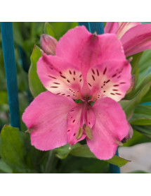 Alstroemeria Summer Saint (3lt)