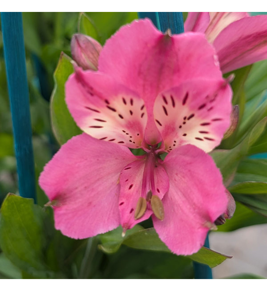 Alstroemeria Summer Saint (3lt)