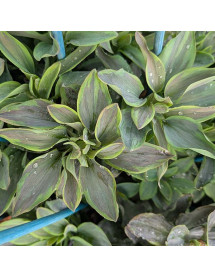 Alstroemeria Summer Breeze (3lt) Alstroemeria Summer Breeze (3lt)