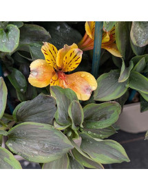 Alstroemeria Summer Breeze (3lt)