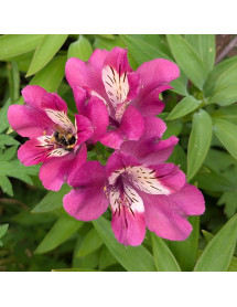 Alstroemeria Summer Chic (3lt)