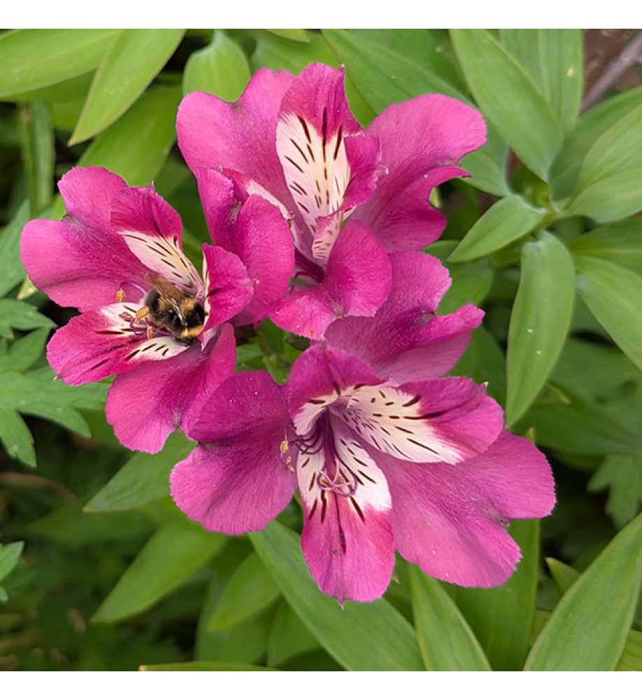 Alstroemeria Summer Chic (3lt)