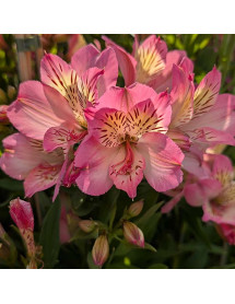 Alstroemeria Summer Break (3lt) Alstroemeria Summer Break (3lt)