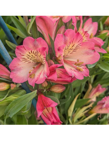 Alstroemeria Summer Break (3lt)
