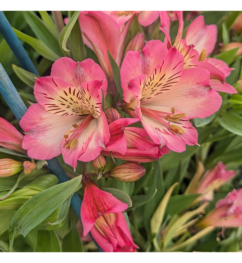 Alstroemeria Summer Break (3lt)