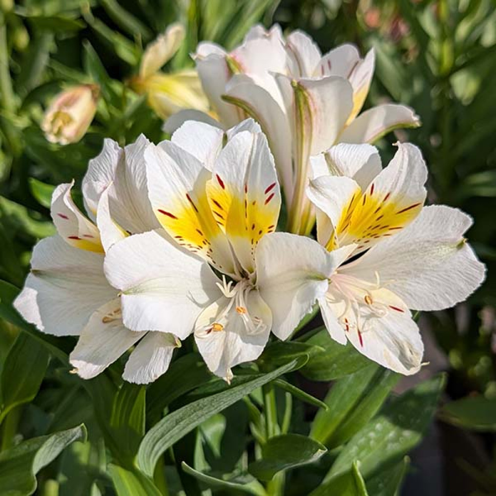 Alstroemeria Summer Sky (3lt)