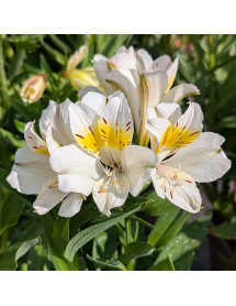 Alstroemeria Summer Sky (3lt) Alstroemeria Summer Sky (3lt)