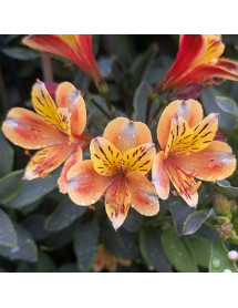 Alstroemeria Summer Breeze (3lt)