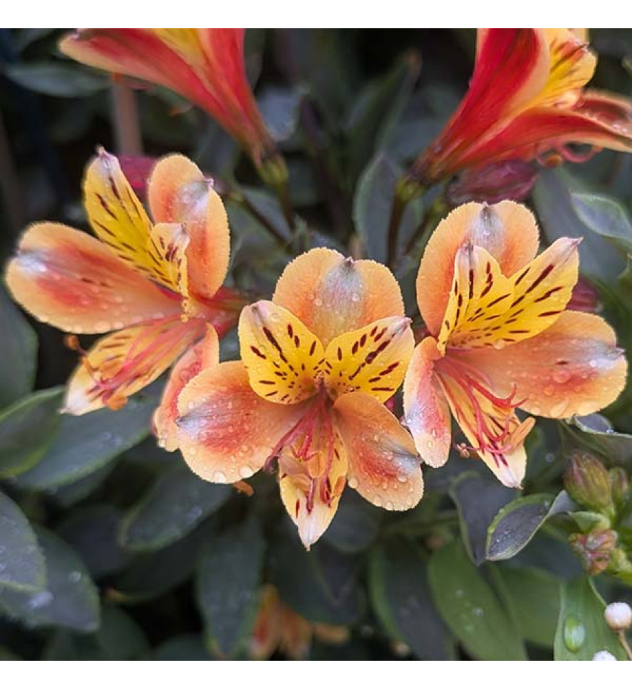 Alstroemeria Summer Breeze (3lt)