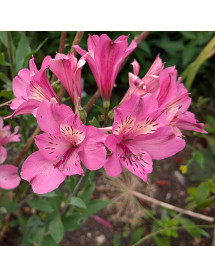 Alstroemeria Summer Saint (3lt)