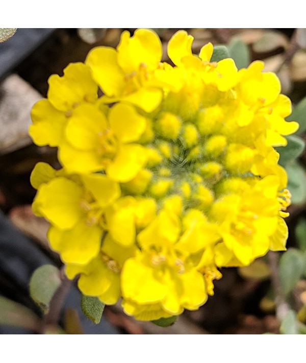 Alyssum montanum Berggold (1lt)