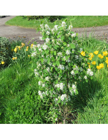 Amelanchier alnifolia Obelisk (3lt)