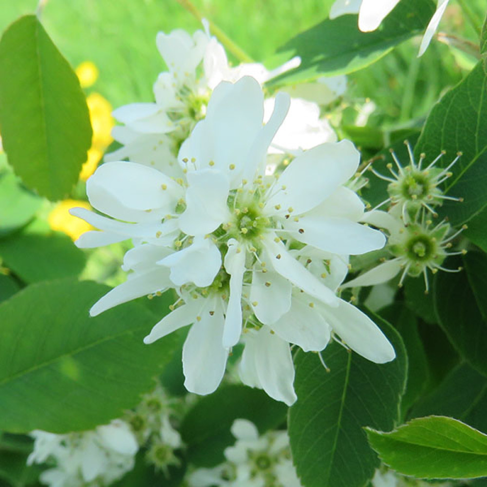 Amelanchier alnifolia Obelisk (17.5lt)