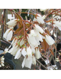 Amelanchier canadensis (10lt)