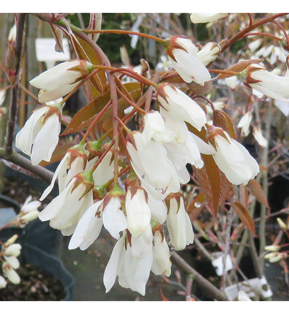 Amelanchier canadensis (10lt)