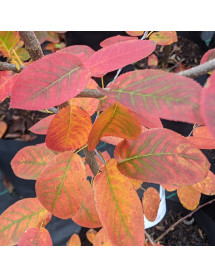Amelanchier canadensis (10lt)