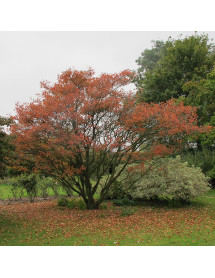 Amelanchier x grandiflora Ballerina (10lt)