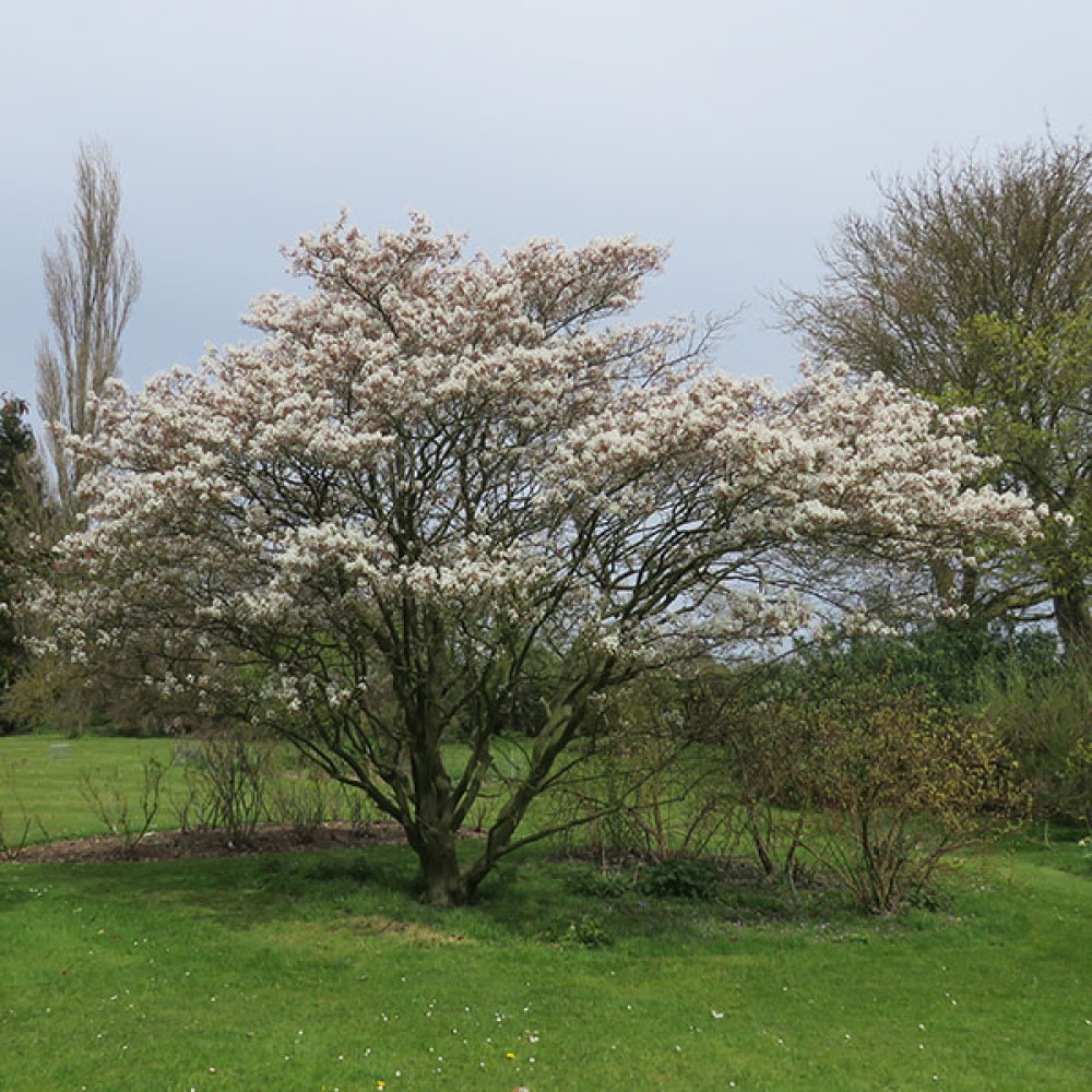 Amelanchier x grandiflora Ballerina (10lt) Amelanchier x grandiflora Ballerina (10lt)