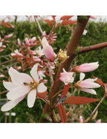 Amelanchier x grandiflora Robin Hill (10lt)