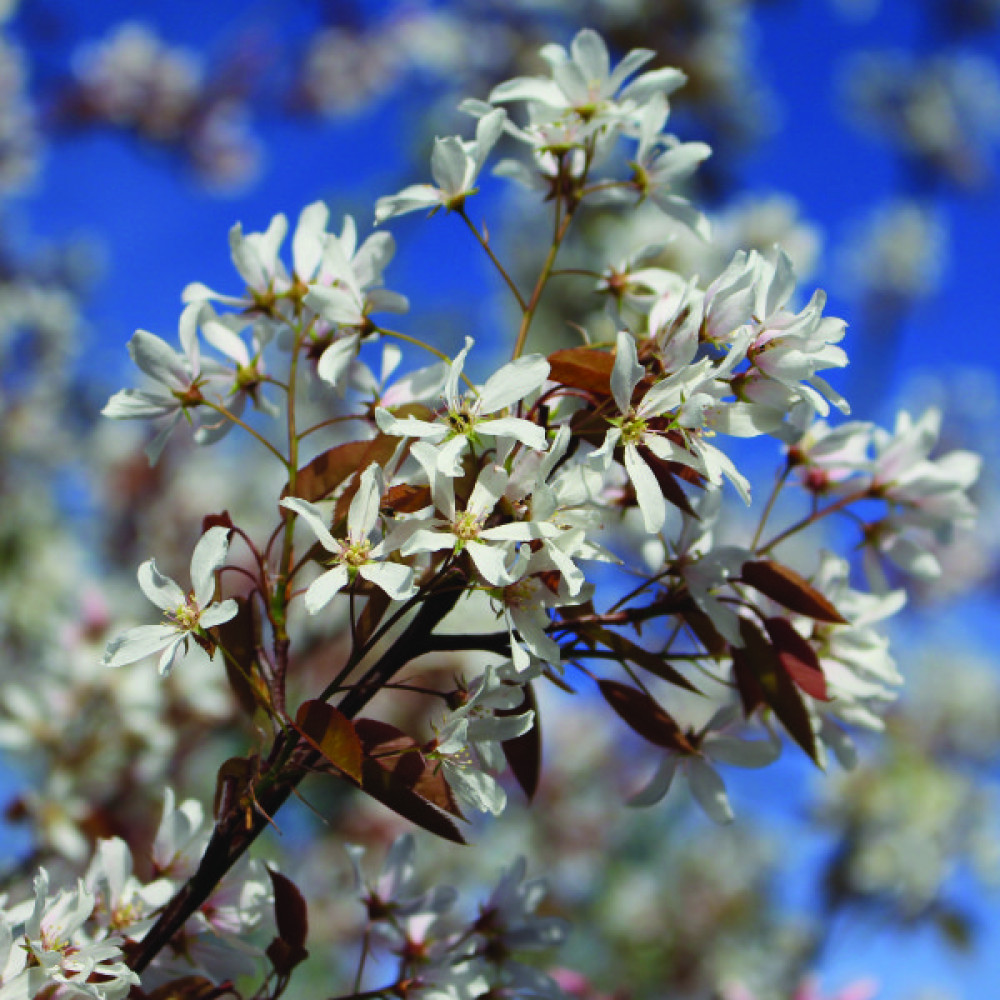 Amelanchier x grandiflora Robin Hill (10lt)