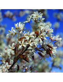 Amelanchier x grandiflora Robin Hill (10lt)