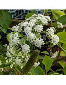 Ammi majus (0.8lt)