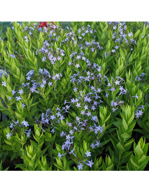 Amsonia Blue Ice (1.5lt)