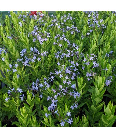 Amsonia Blue Ice (0.8lt)