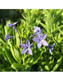 Amsonia Blue Ice (1.5lt)