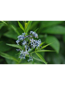 Amsonia tabernaemontana (1.5lt) Amsonia tabernaemontana (1.5lt)