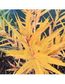 Amsonia Blue Ice (2lt)