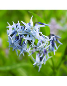Amsonia tabernaemontana (1.5lt)
