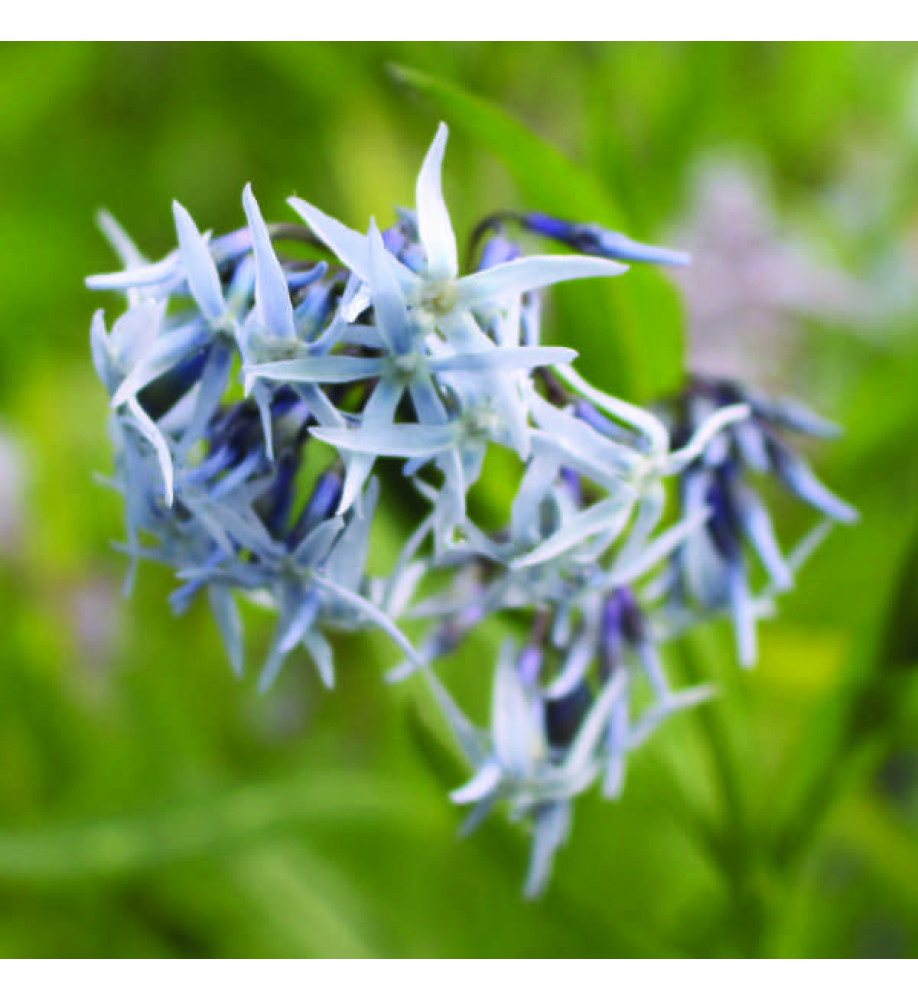 Amsonia tabernaemontana (1.5lt)