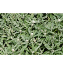 Anaphalis triplinervis Sommerschnee (0.8lt) Anaphalis triplinervis Sommerschnee (0.8lt)