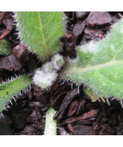 Anchusa azurea Dropmore (1lt)