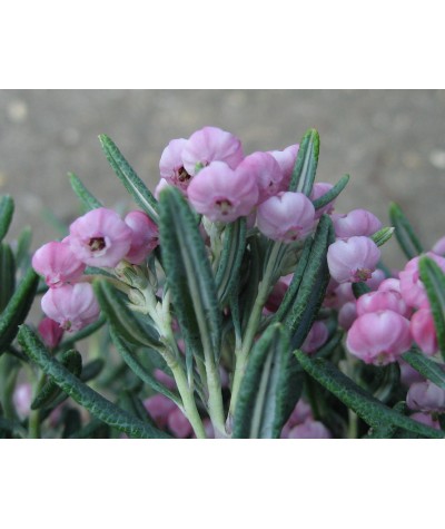 Andromeda polifolia Blue Ice (2lt)