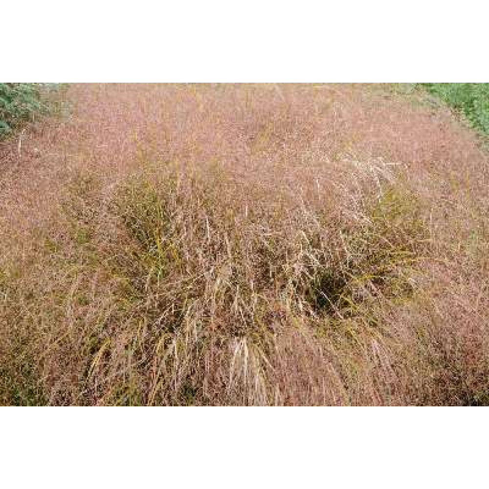 Anemanthele lessoniana (Stipa Arundinacea) (1lt)