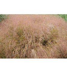 Anemanthele lessoniana (Stipa Arundinacea) (1lt)