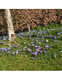 Anemone blanda  (30 bulbs)