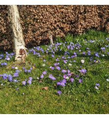 Anemone blanda  (30 bulbs)