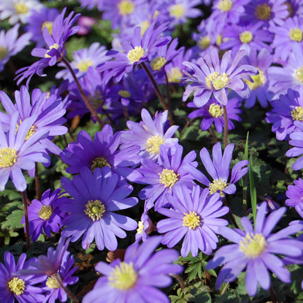 Anemone blanda  (0.75lt)