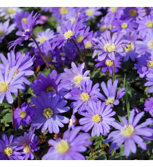 Anemone blanda  (30 bulbs)