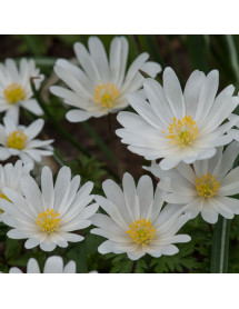 Anemone blanda White Splendour (1 x bulb)